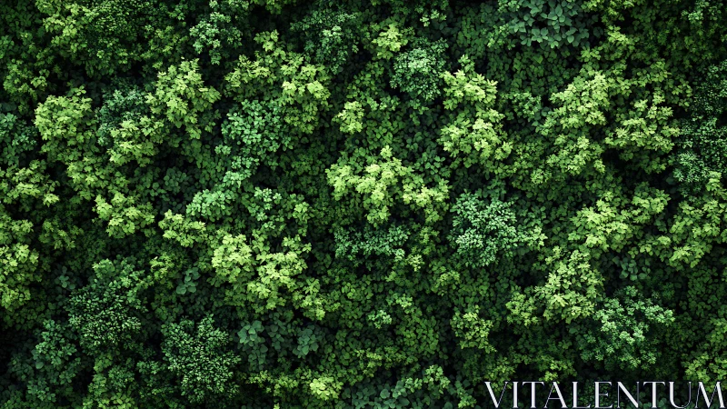 Dense Verdant Canopy. Aerial Perspective of Layered Green Foliage.