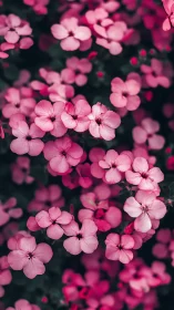 Pink Geranium Cluster: Botanical Macro Study with Depth Separation.