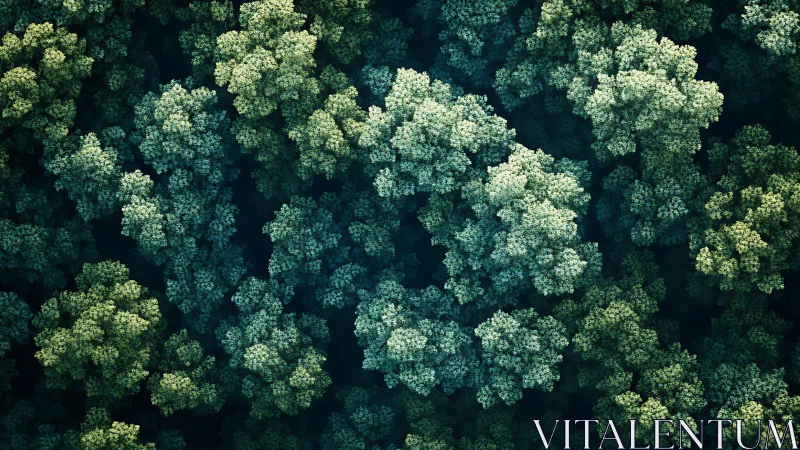 Aerial forest canopy pattern in cool green gradients.