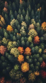 Mixed-season forest canopy in autumn transition.