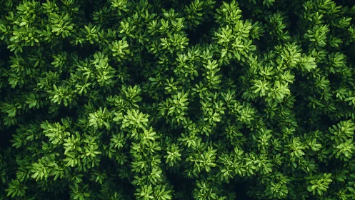 Dense shrub canopy captured in high-contrast aerial perspective