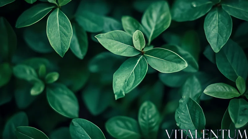Verdant leaf cluster rendered in deep teal macro focus.