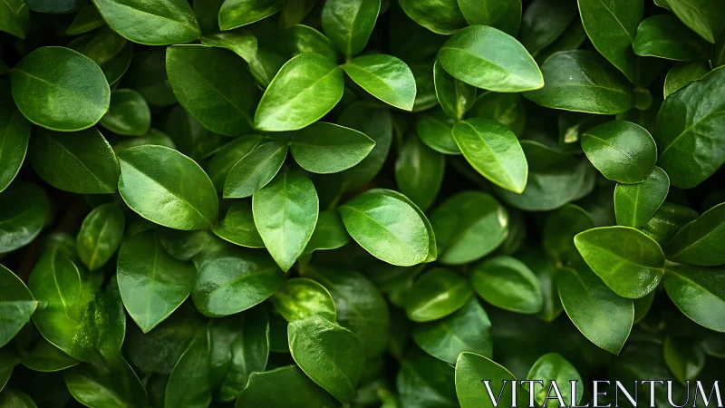 Gentle green leaves creating a calm, refreshing backdrop.