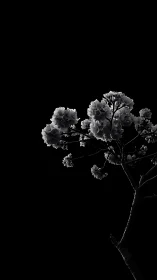Delicate carnations dance against infinite darkness gracefully