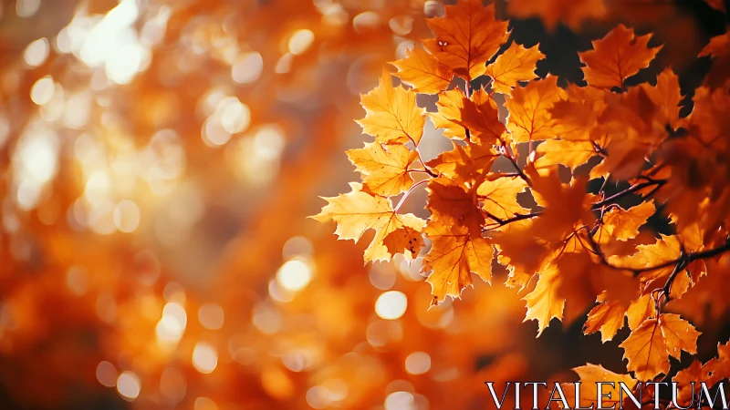 Golden autumn maple leaves glow in warm afternoon light.