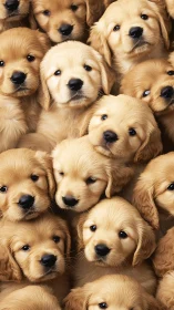 High-density close-up composition of golden retriever puppies