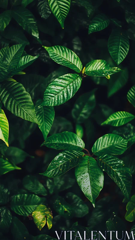 Glistening green leaves invite a calm pause in lush shade