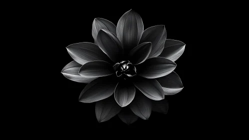 Monochrome Dahlia Bloom in Dramatic Light.