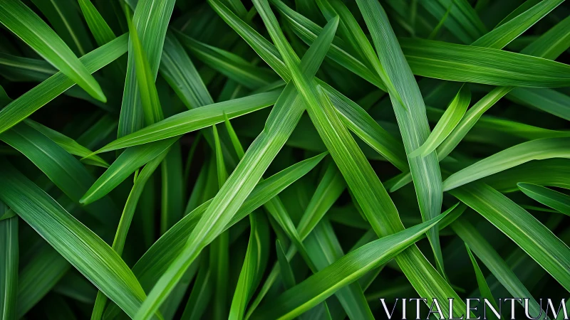 Overlapping green grass blades in dense layered pattern.