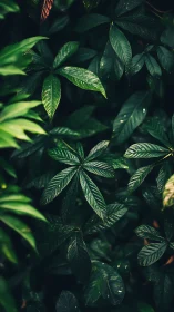 Dense tropical foliage with layered deep green leaves.