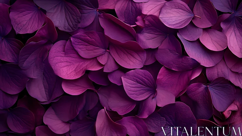 Purple hydrangea petals close-up floral texture background.