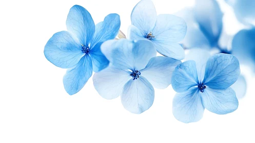 Delicate blue flowers photographed against white background