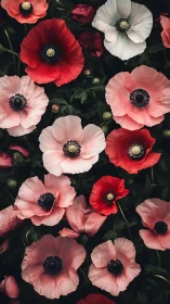 Anemone Flowers in Multiple Color Variations