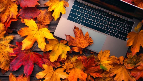 Aluminum laptop keyboard amid high-saturation maple foliage.