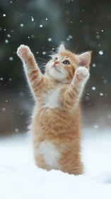 Orange kitten catching snowflakes with paws raised high.