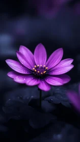 Purple Flower with Golden Center Against Dark Background