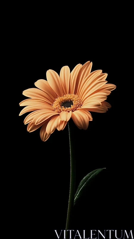 Coral Gerbera Daisy on Black Background.