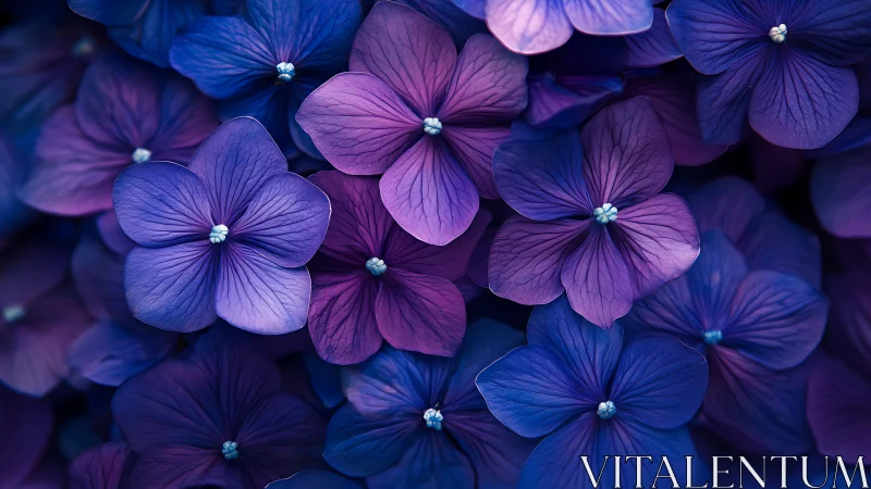 Blue and Purple Flower Blossoms in Radiant Macro Detail.