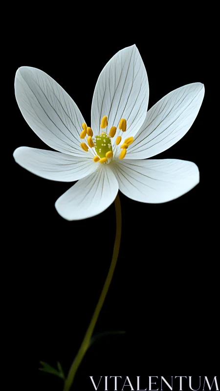 Single white wildflower is photographed against black backdrop