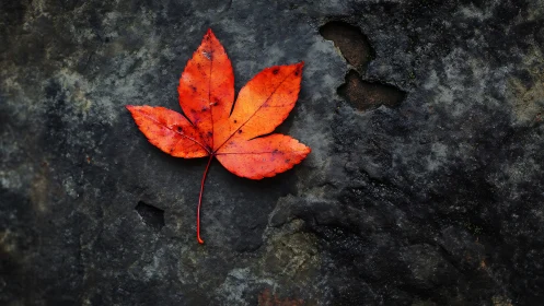 Red autumn leaf on dark rock background in close view.