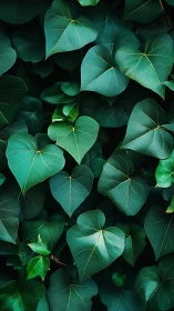 Dense cluster of heart shaped green leaves fills frame
