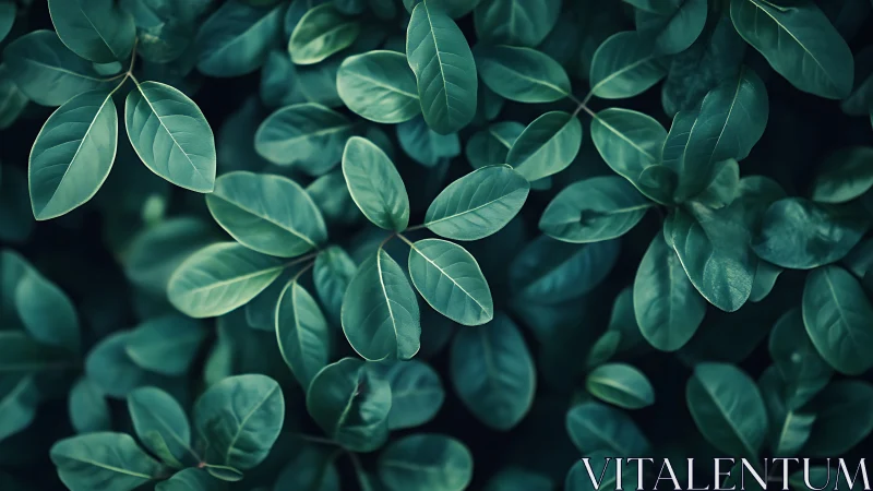 Dense green foliage with overlapping elliptical leaves pattern.