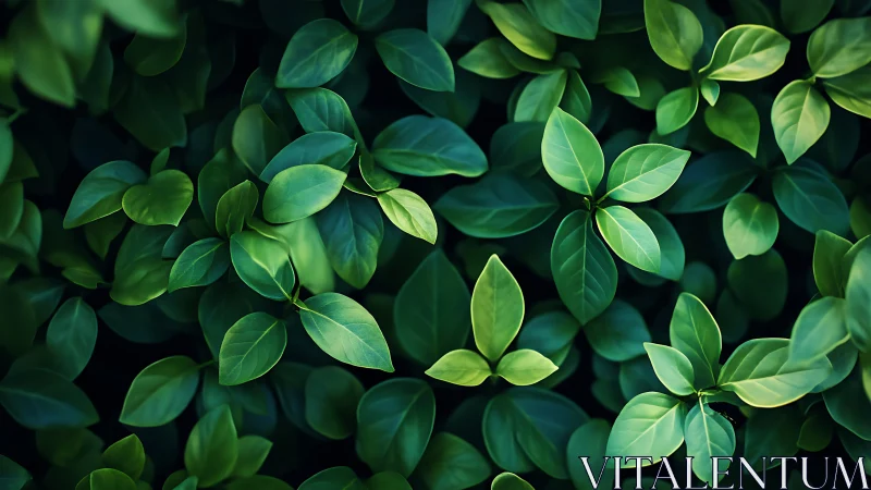 Lush green foliage forms a serene, softly lit canopy of leaves.