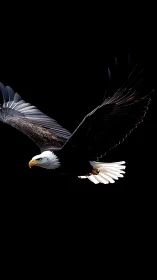 Soaring bald eagle glides smoothly across a dark sky