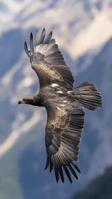 Large dark raptor glides with extended wings over soft mountains