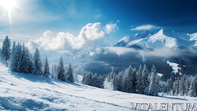 Sunlit alpine forest overlooks misty winter mountain range.