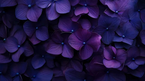Enchanting Purple Hydrangeas Create a Stunning Floral Backdrop