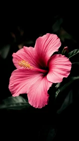 Pink Hibiscus Flower: High-Definition Close-Up Photography with Natural Dark Background