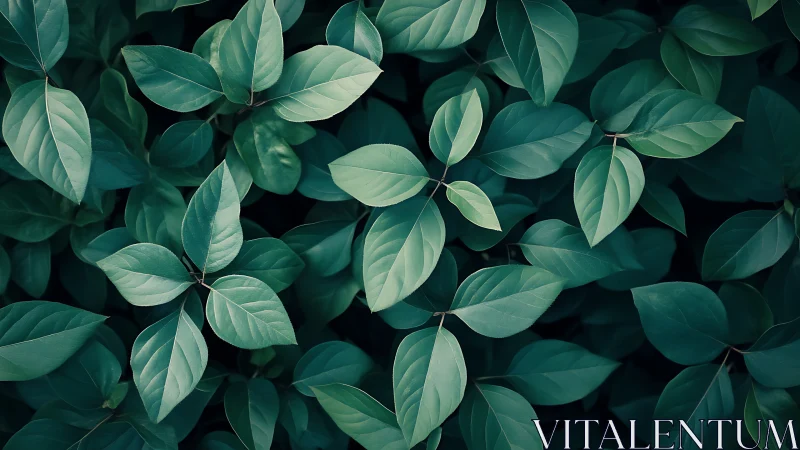 Emerald foliage canopy in soft diffused natural light.