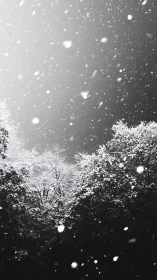 Snowfall veil over winter forest in stark monochrome hush.
