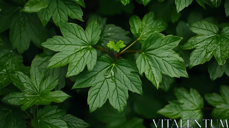Leafy chorus in rain-kissed forest green harmony.