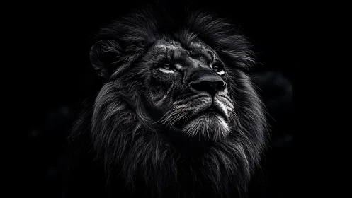 Monochrome side portrait of mature lion on dark background.