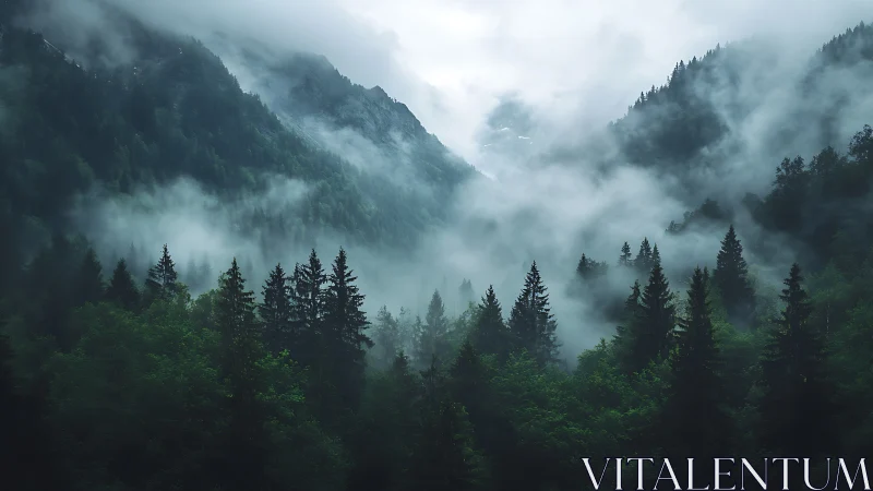 Misty Mountain Valley With Coniferous Forest Layers