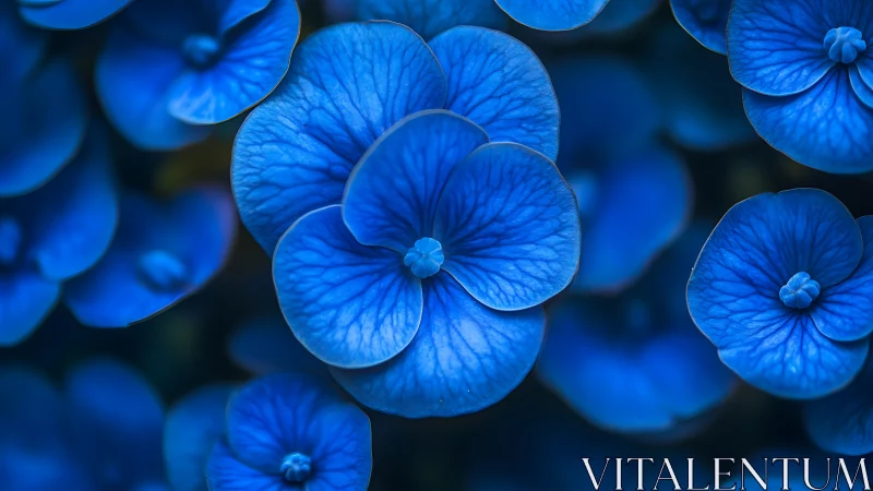 Vibrant blue flowers with detailed petal structures photographed in close focus.