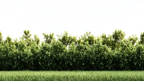 Dense green hedge wall with layered foliage under overexposed sky