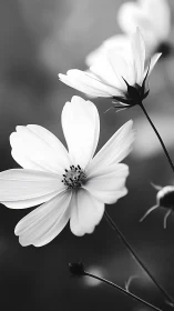 Monochromatic cosmos flowers with black stamens and thin stems.