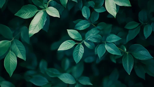 Gentle green leaves offering a calm, soothing forest pause.