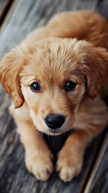 Honey-eyed golden puppy parked on rustic wooden floor.