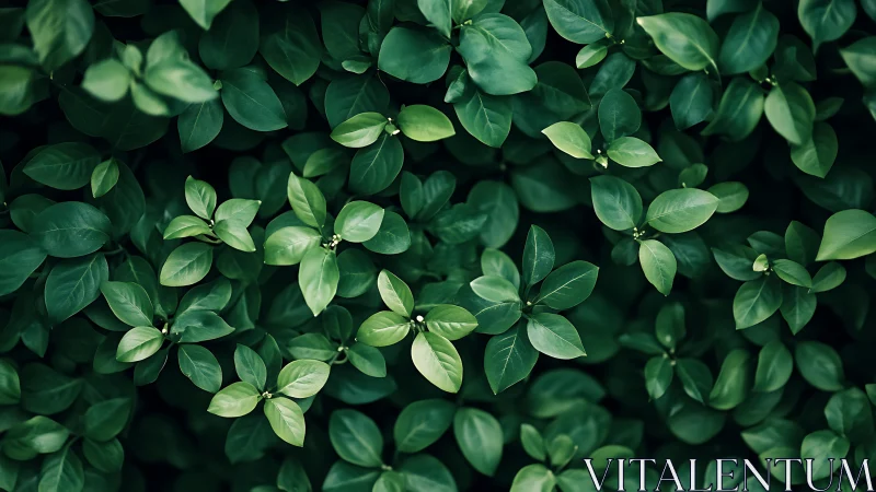 Botanical close-up foliage study in layered macro perspective.