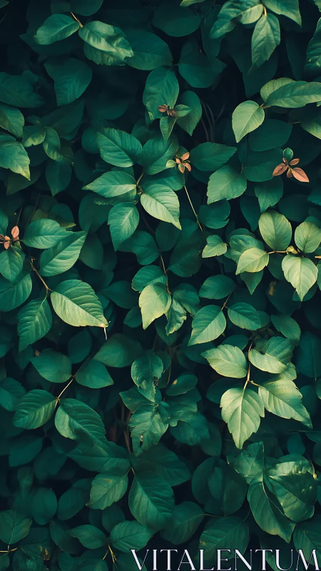 Dense green foliage fills frame with layered overlapping leaves