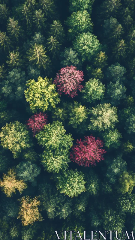 Mixed forest canopy shows contrasting green and red tree crowns