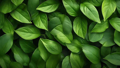 Gentle green leaves creating a fresh, calming backdrop.
