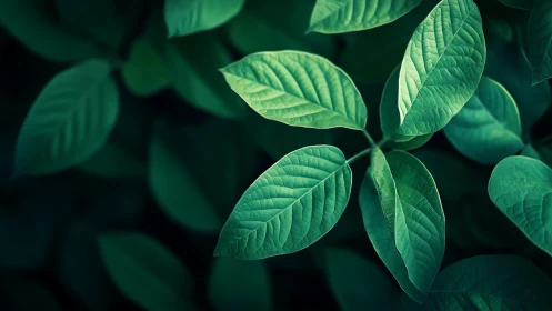 Green leaves are lit from above against a darker background