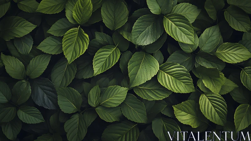 Dense cluster of green leaves forms a uniform surface