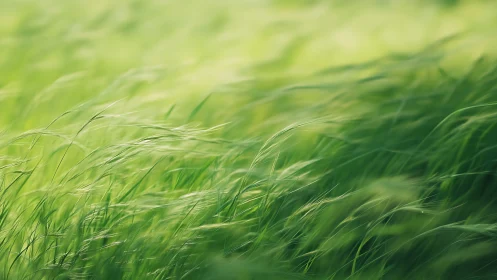 Lush green grass swaying in the wind, soft focus nature photography.