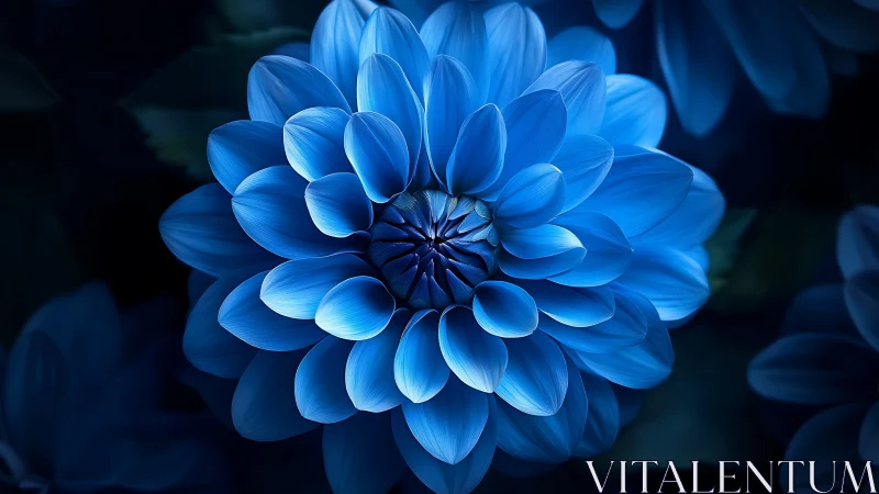 Blue dahlia flower opens its layered petals in dark setting.